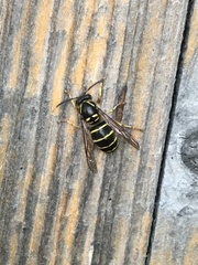 Dolichovespula media