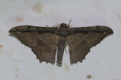 Hyposidra infixaria