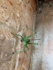 Neobarrettia spinosa