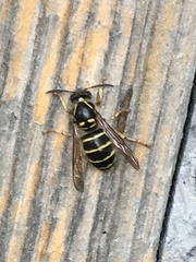 Dolichovespula media