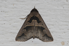 Tephriopis divulsa