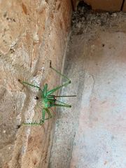 Neobarrettia spinosa