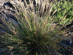 Aristida junciformis