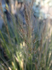 Aristida junciformis
