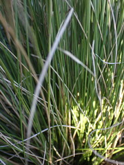 Aristida junciformis