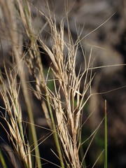 Aristida junciformis
