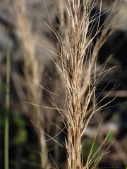 Aristida junciformis