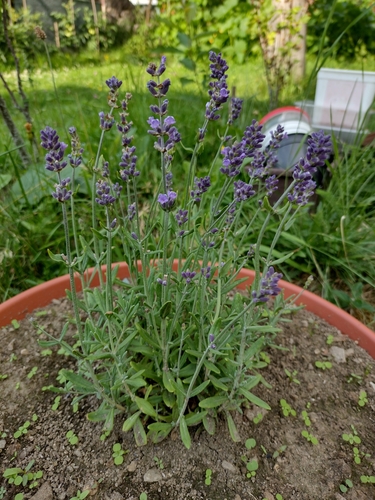 ლავანდი (Lavandula)