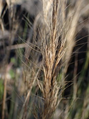 Aristida junciformis
