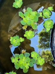 Pistia