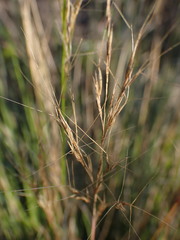 Aristida junciformis