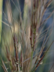 Aristida junciformis