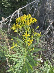 Senecio serra