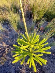 Leucadendron ericifolium