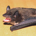 Evening Bat - Photo (c) tom spinker, some rights reserved (CC BY-NC-ND)