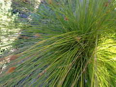 Ficinia fascicularis