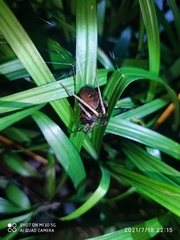 Dolomedes nigrimaculatus