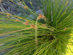 Ficinia fascicularis