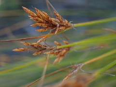 Ficinia fascicularis