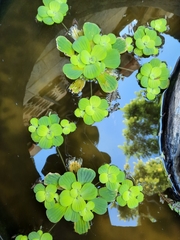 Pistia