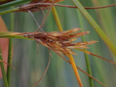 Ficinia fascicularis