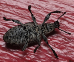 Ithycerus noveboracensis