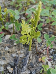 Botrychium pinnatum