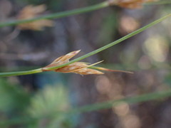 Ficinia fascicularis