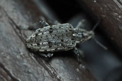 Ithycerus noveboracensis