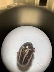 Calligrapha bidenticola