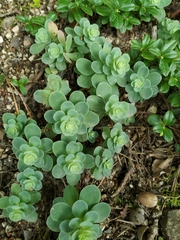 Hylotelephium anacampseros