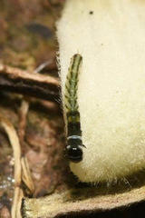 Helcystogramma triannulella