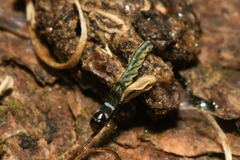 Helcystogramma triannulella