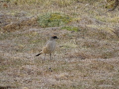 Muscisaxicola capistratus