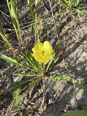 Oenothera flava