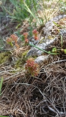 Sedum atratum