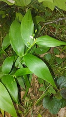 Dichanthelium boscii