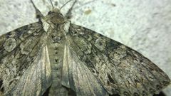 Noctuidae