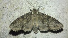 Noctuidae