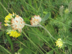 Anthyllis vulneraria polyphylla