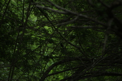 Cyanocompsa parellina