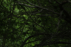 Cyanocompsa parellina