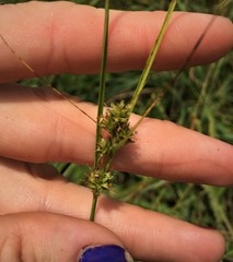 Carex arkansana