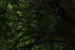 Cyanocompsa parellina