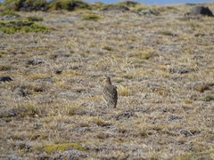 Oreopholus ruficollis