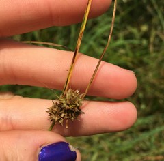 Carex arkansana