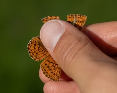 Boloria napaea