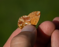 Boloria napaea