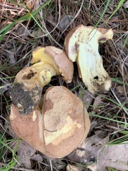 Butyriboletus taughannockensis