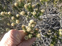 Phylica axillaris maritima